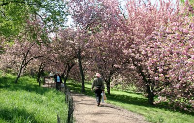 Cherry Tree Grove Path