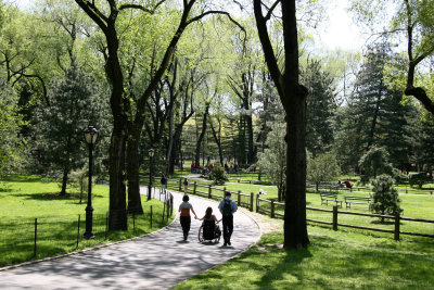 Central Park Connifer Grove