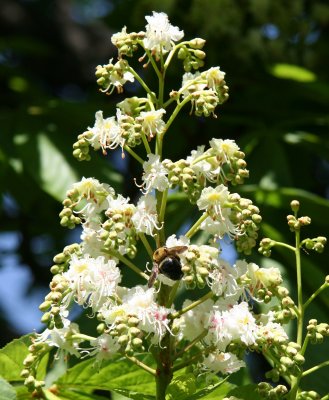 A Bee on Horse Chestnut Tree Blossoms