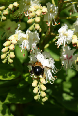 A Bee on Horse Chestnut Tree Blossoms