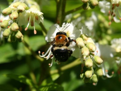 A Bee on Horse Chestnut Tree Blossoms