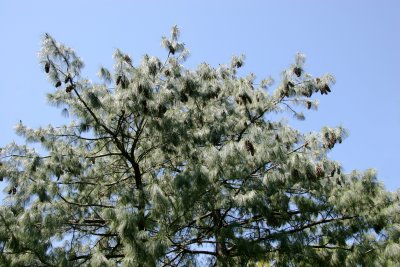 Pine Tree Top