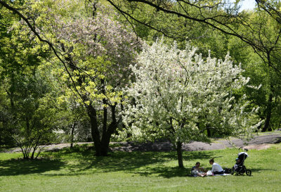 Family Outing near an Apple Tree in Bloom