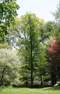 Tree Foliage