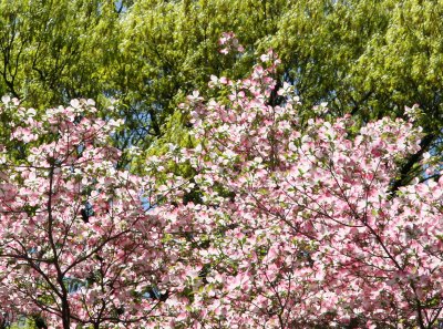 Pink Dogwood Blossoms