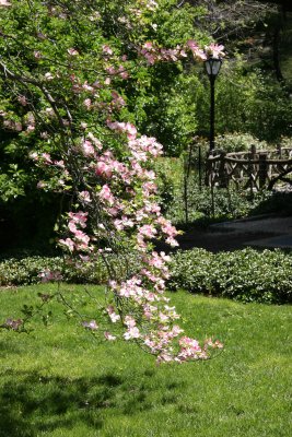 Pink Dogwood Blossoms