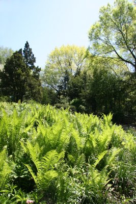 Ferns in the Marionette Theatre Garden