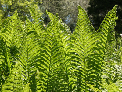 Ferns in the Marionette Theatre Garden