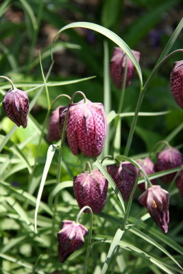 Frittilaria meleagris in the Marionette Theatre Garden