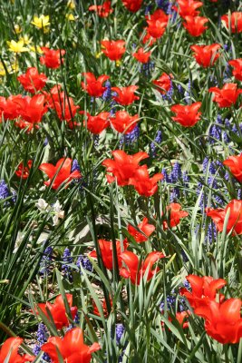 Tulips in the Marionette Theatre Garden