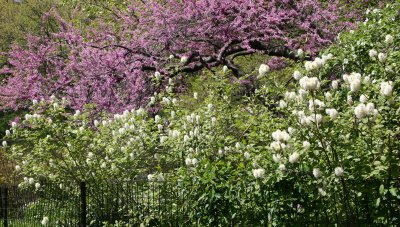 Fothergilla & Cercis Tree Blossoms