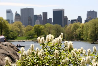 Fothergilla Blossoms, the Lake & Central Park South Skyline