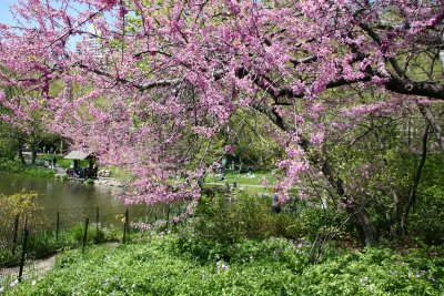 Cercis Tree Blossoms by the Lake