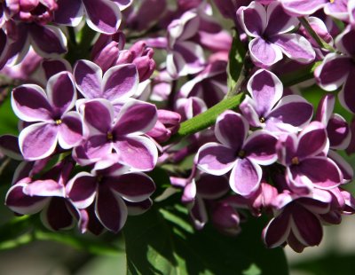 Lilacs