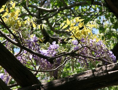 Wisteria Arbor at West 72nd Street
