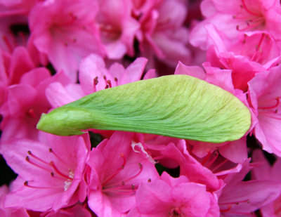Maple Tree Seed on a Bed of Azaleas Blossoms