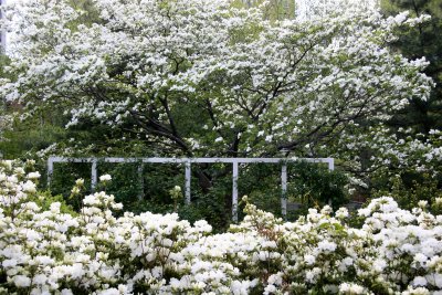 Dogwood Tree & Azalea Blossoms