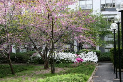 Garden View - Cercis Trees & Azaleas