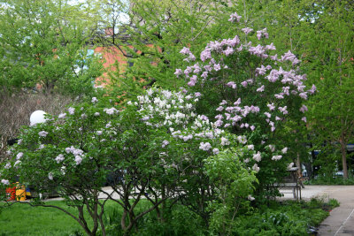Lilac Bushes in Bloom