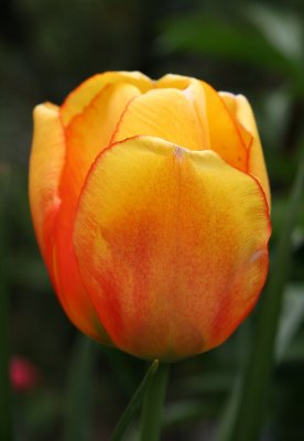 Orange Tulip