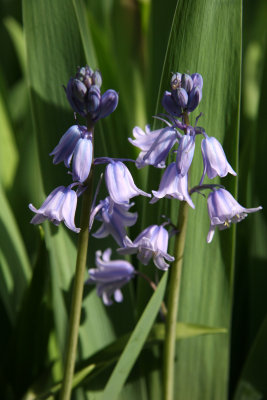 Bluebells in an Iris Bed