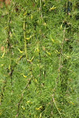 Caragana arborescens - 'Walker' Weeping Siberian Pea Shrub