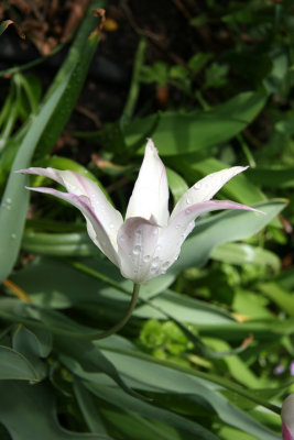 White Tulip with Rain Drops