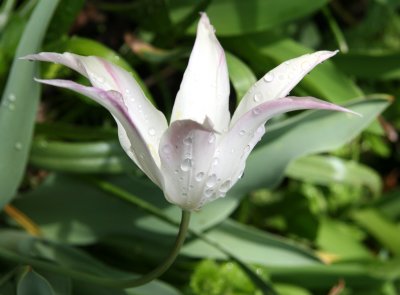 White Tulip with Rain Drops