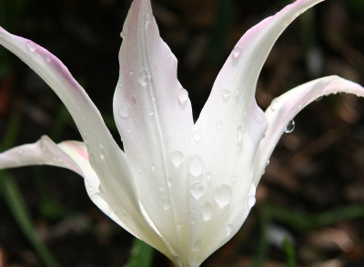 White Tulip with Rain Drops