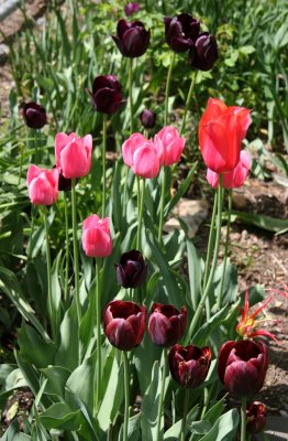 Garden Plot Tulips