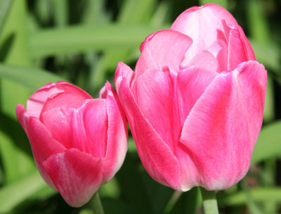 Two Passionate Pink Tulips