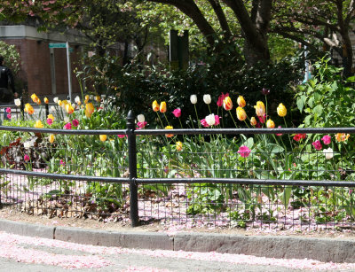 Tulip Bed & Cherry Blossom Carpet