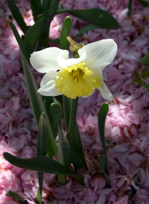 Daffodil Blossom & Cherry Blossom Carpet