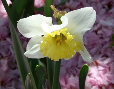 Daffodil Blossom & Cherry Blossom Carpet