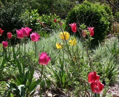 Flower Garden