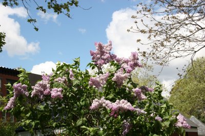 Lilacs