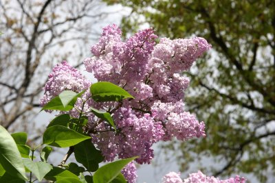 Lilacs