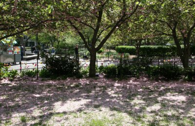 Dappled Light on Fallen Cherry Blossoms