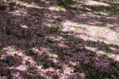 Fallen Cherry Blossoms on Spring Grass