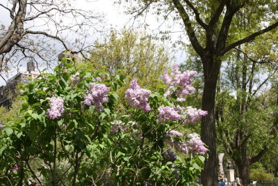 Lilacs