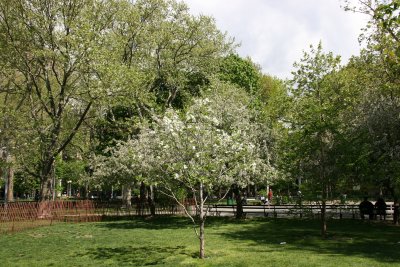 Dogwood Tree in Bloom