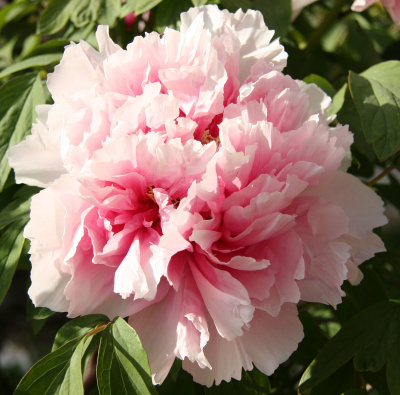 Pink Peony Blossom