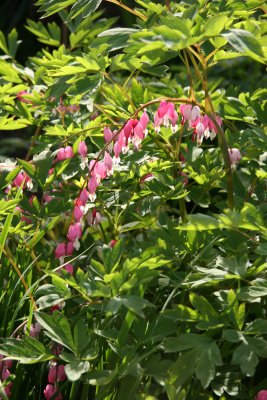 Dicentra