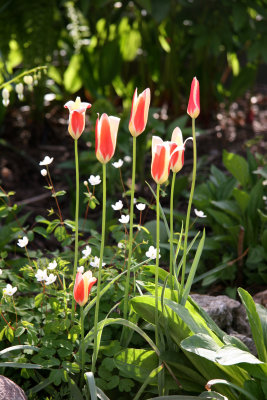 Garden Plot - Tulips