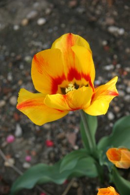 Tulip