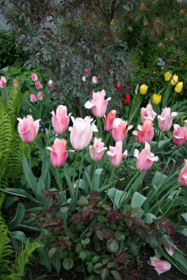 Garden Plot - Tulips