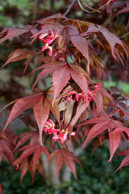 Japanese Red Maple Leaf
