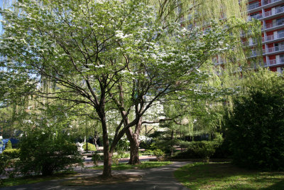 Dogwood & Willow Trees