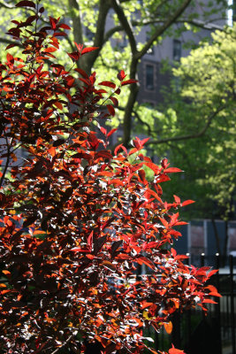 Garden View - Red Prunus Foliage