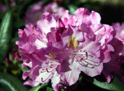 Rhododendron Blossoms